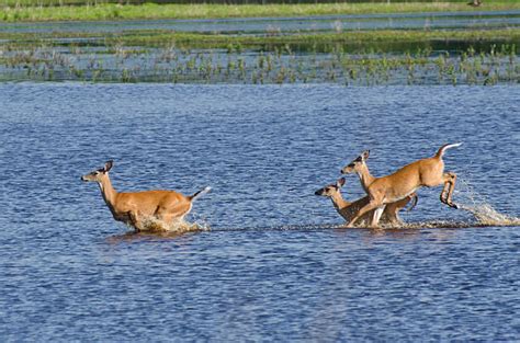 Best Male Deer Stag Standing In Water Stock Photos, Pictures & Royalty-Free Images - iStock