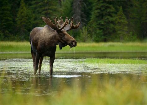 Moose Browse and Winter Habitat Survey | Business Enterprise Institute ...