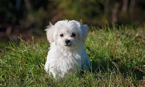 435+ Fluffy Dog Names We Adore - My Dog's Name