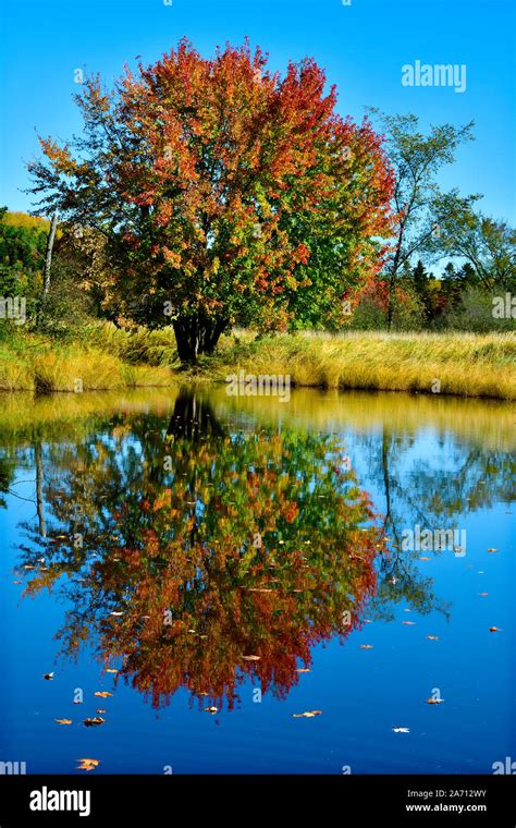 Maple tree canada hi-res stock photography and images - Alamy