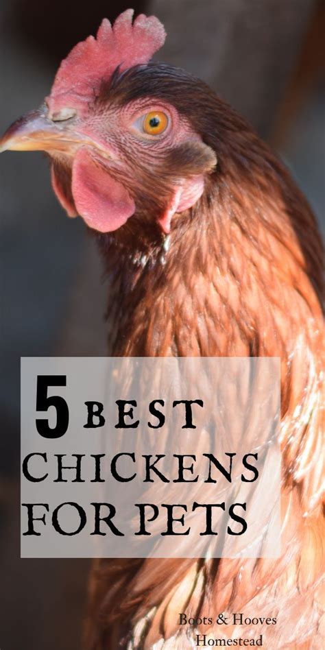 5 of our favorite and best chickens for pets. Which chicken breeds do ...