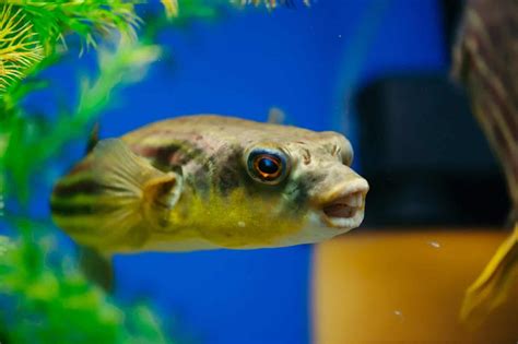 Fahaka Pufferfish (Tetraodon Lineatus) Care Sheet - WZaquarium