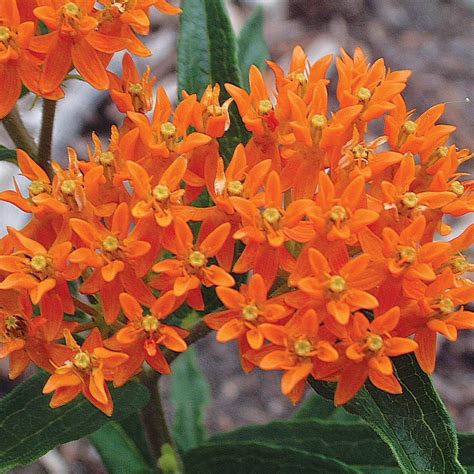 Asclepias tuberosa | White Flower Farm