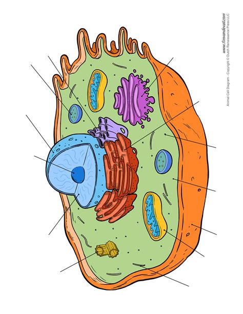 Blank Animal Cell Diagram - Tim's Printables