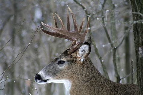 White-tailed Deer Facts | White-tailed Deer Habitat & Diet