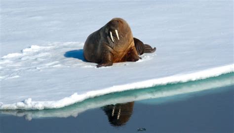 Canadian Arctic Cruises & Tours | Natural Focus