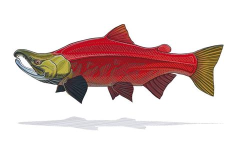 Sockeye Salmon Print | Fly fishing art, Salmon drawing, Fish drawings