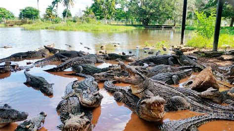 Cienaga De Zapata, the Largest Swamp in Cuba