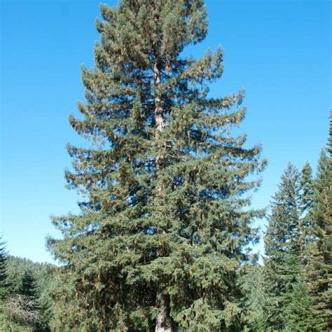 Sitka Spruce | Coniferous Forest