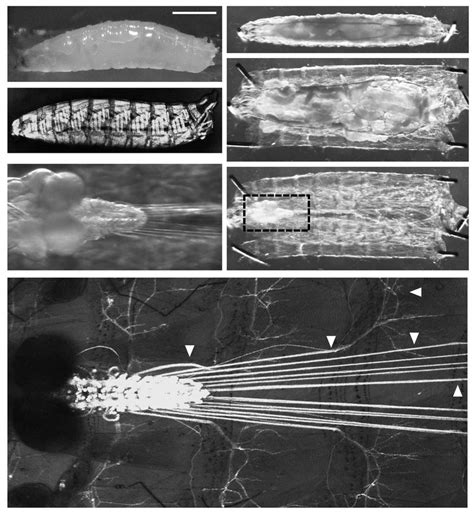 Anatomy of Drosophila larvae (3 rd instar). (A) A lateral image of ...