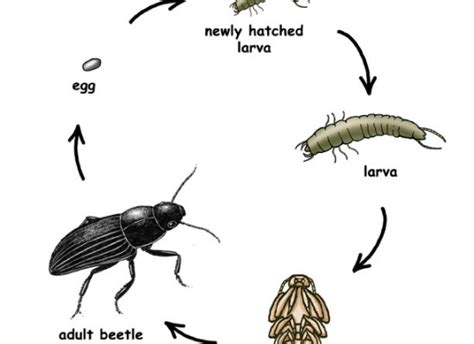 Whirligig Beetle Diagram