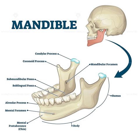 Mandible jaw bone labeled anatomical structure scheme vector illustration | Anatomy bones, Jaw ...