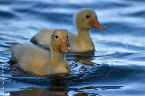 duckling of domestic duck (Anas platyrhynchos domesticus) living in the ...