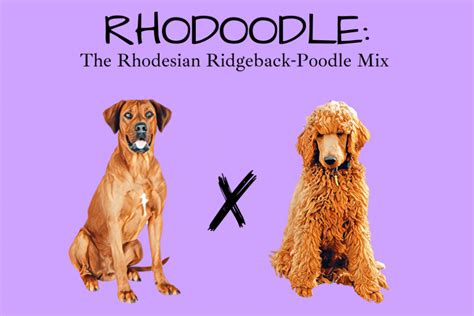 Rhodoodle: The Rhodesian Ridgeback Poodle Mix [Guide]