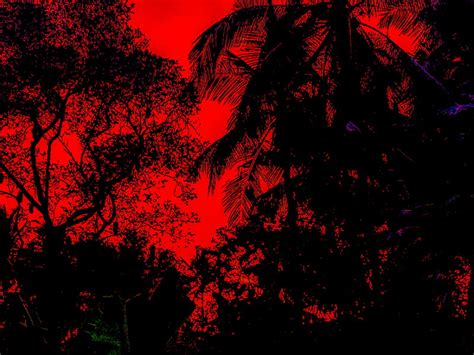 Dark Red Forest Background