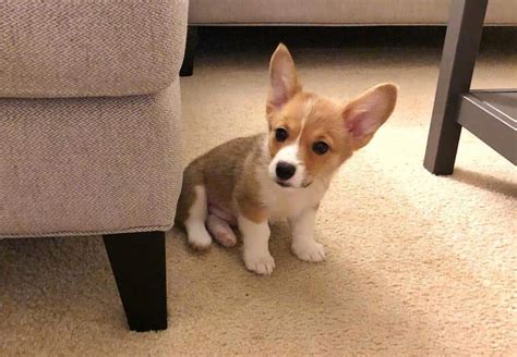 Teacup Corgi Cost: How Much Does a Teacup Corgi Cost? - Pet Spruce