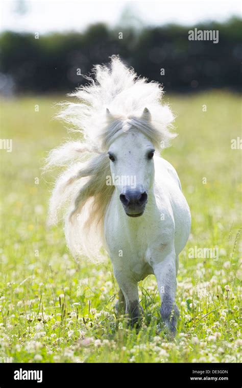 Miniature Shetland Pony Gray stallion gallopinga flowering meadow Stock Photo - Alamy