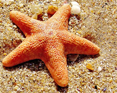 "Orange Starfish " by Sim Baker | Redbubble