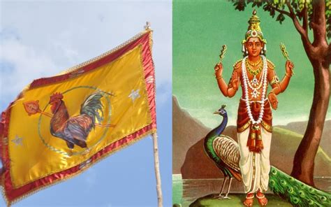 The Significance of the Seval Kodi to Lord Murugan | Astro Ulagam