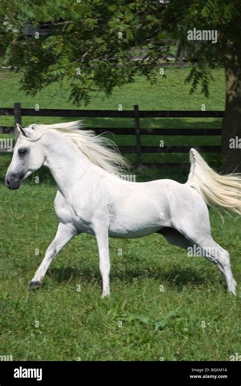 Stock photo of a white Arabian stallion running across a green summer ...