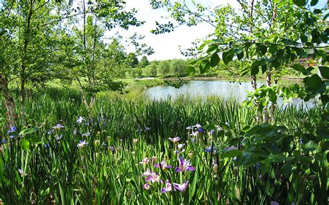 Beautiful Constructed Wetlands