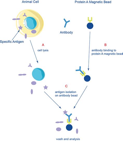 Applications of Magnetic Particles in Immunoprecipitation - CD Bioparticles