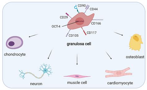 Cells | Free Full-Text | Human Granulosa Cells—Stemness Properties ...