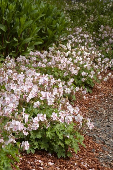 Biokovo Cranesbill, Geranium x cantabrigiense 'Biokovo', Monrovia Plant