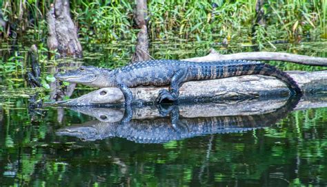 The difference between a swamp and a bayou and why it matters