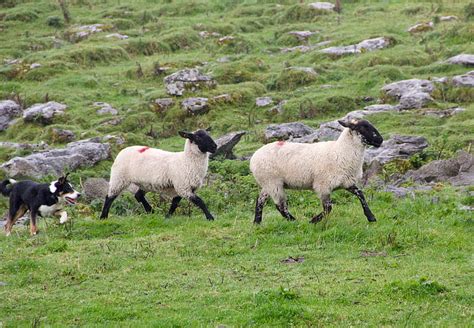 Free photo: sheepdog, sheep, lambs, sheep-dog, dog, behavior, rural ...