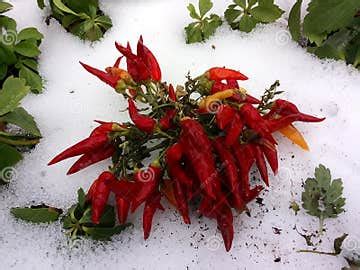 Hot Peppers in Snow stock photo. Image of white, chilis - 81117066