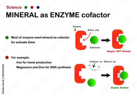 Science diagram explain mineral as cofactor or coenzyme for enzyme ...