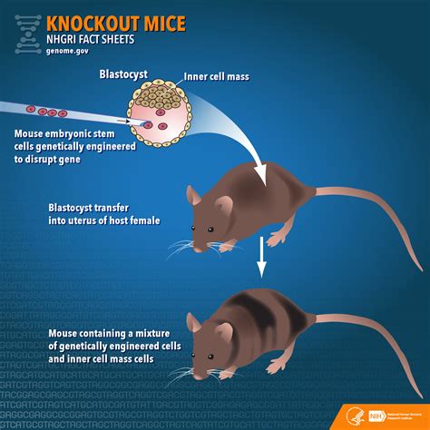 Which of the Following Best Describes Knockout Mice