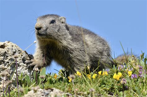 The Fauna of the Pyrenees - My Animals