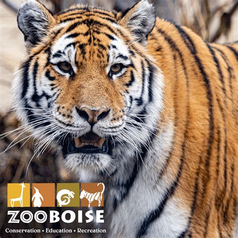 Adaptive Evening at the Zoo | Visit Boise