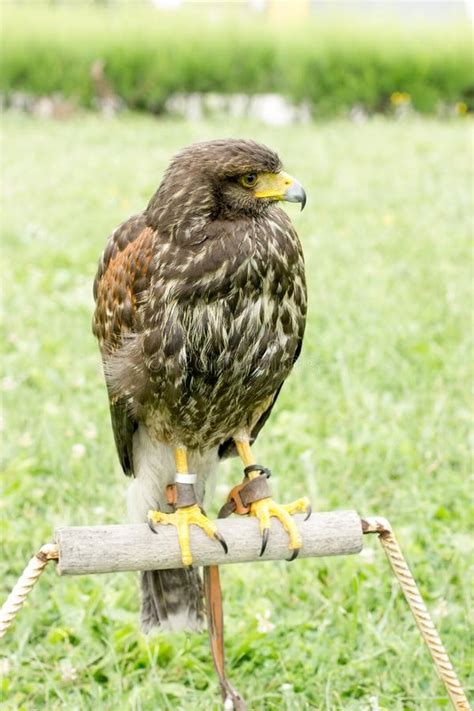 Falcon - Hawk is Ready for Hunting, Lord of the Sky, Falcon Standing ...