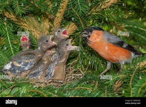 bullfinch, Eurasian bullfinch, northern bullfinch (Pyrrhula pyrrhula), male feeds begging young ...