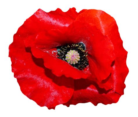 Poppy flower png, Poppy flower png Transparent FREE for download on ...