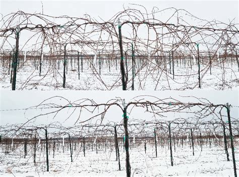 Dormant Concord grapevines before and after mechanical pre-pruning... | Download Scientific Diagram