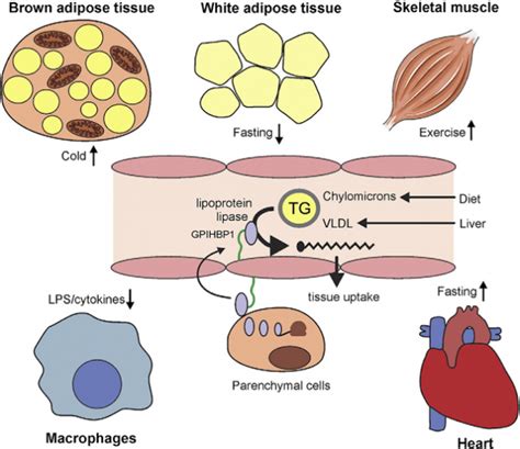 The known as lipoprotein lipase: How does metabolism. Page 1