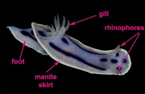 Sea Slugs: Characteristics, habitats, reproductions and more