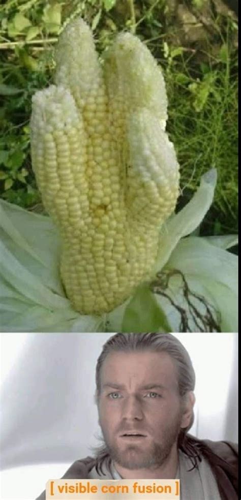 The best Corn memes :) Memedroid