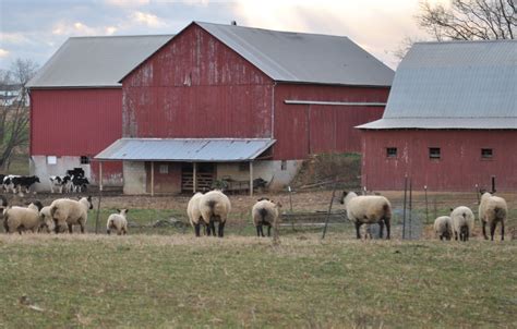 another barn scene w/ sheep and cows | Barn, Farm animals, Old houses