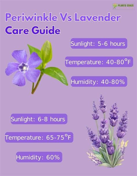 Periwinkle Vs Lavender Plant: Everything You Need To Know