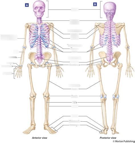 Anatomy-bone exam Diagram | Quizlet