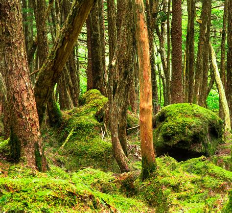 The Mystical Sea Of Trees - Aokigahara Jukai