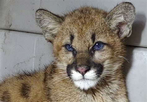 Wildlife Emergency Services blog: Mountain lion cub