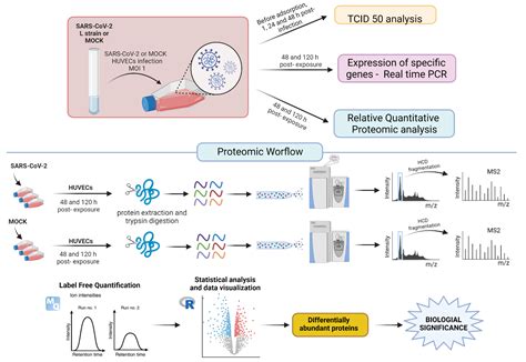 IJMS | Free Full-Text | Proteomic Analysis Identifies Molecular Players ...