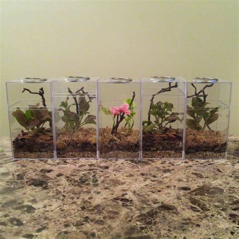 PanTerra's Box - Praying Mantis Habitat | Praying mantis, Orchid mantis, Habitats