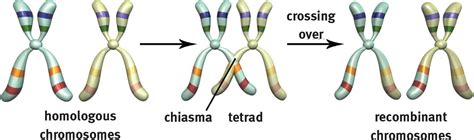 Crossing over during prophase i results in - graymokasin